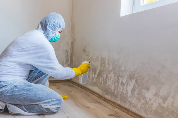 Black mold inspection in Oakdale